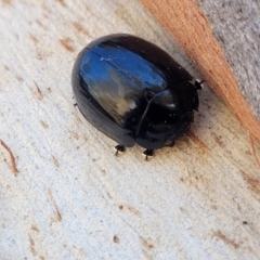 Paropsisterna morio (Morio leaf beetle) at Mt Gladstone Reserves, Cooma - 7 Sep 2023 by trevorpreston