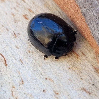 Paropsisterna morio (Morio leaf beetle) at Mt Gladstone Reserves, Cooma - 7 Sep 2023 by trevorpreston