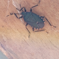 Notius depressus (Shield bug) at Mt Gladstone Reserves, Cooma - 7 Sep 2023 by trevorpreston