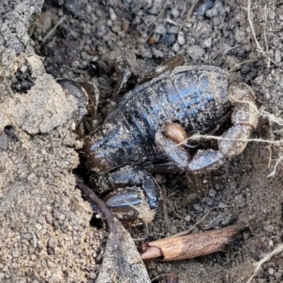 Urodacus manicatus (Black Rock Scorpion) at Mt Gladstone Reserves, Cooma - 7 Sep 2023 by trevorpreston