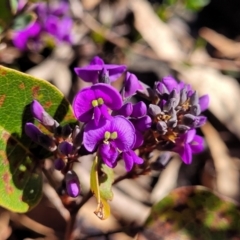 Hardenbergia violacea (False Sarsaparilla) at Cooma, NSW - 7 Sep 2023 by trevorpreston