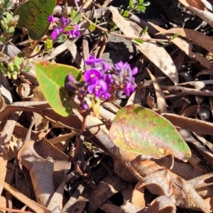 Hardenbergia violacea at Cooma, NSW - 7 Sep 2023