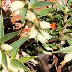 Melichrus urceolatus (Urn Heath) at Cooma, NSW - 7 Sep 2023 by trevorpreston