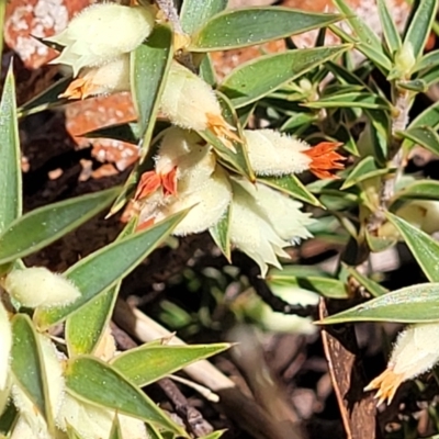 Melichrus urceolatus (Urn Heath) at Cooma, NSW - 7 Sep 2023 by trevorpreston