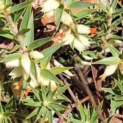 Melichrus urceolatus at Cooma, NSW - 7 Sep 2023