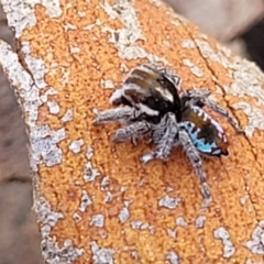 Maratus calcitrans (Kicking peacock spider) at Cooma, NSW - 7 Sep 2023 by trevorpreston