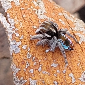 Maratus calcitrans at Cooma, NSW - suppressed