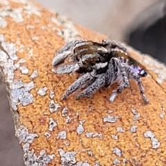 Maratus calcitrans at Cooma, NSW - suppressed