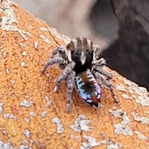 Maratus calcitrans at Cooma, NSW - 7 Sep 2023