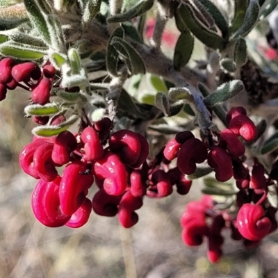 Grevillea lanigera (Woolly Grevillea) at Mt Gladstone Reserves, Cooma - 7 Sep 2023 by trevorpreston