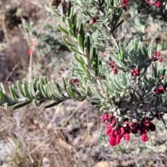 Grevillea lanigera at Cooma, NSW - 7 Sep 2023