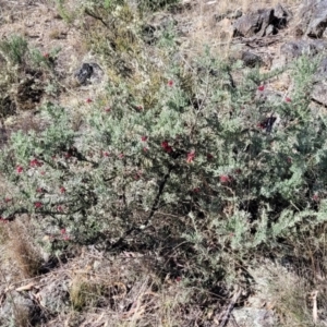 Grevillea lanigera at Cooma, NSW - 7 Sep 2023