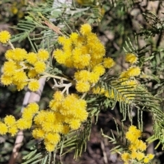 Acacia dealbata subsp. dealbata (Silver Wattle) at Mt Gladstone Reserves, Cooma - 7 Sep 2023 by trevorpreston