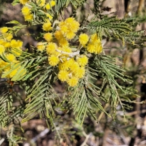 Acacia dealbata subsp. dealbata at Cooma, NSW - 7 Sep 2023 02:21 PM