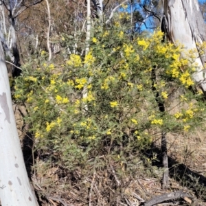Acacia dealbata subsp. dealbata at Cooma, NSW - 7 Sep 2023