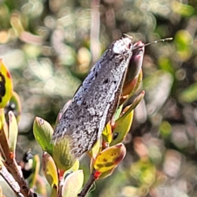 Philobota thiogramma at Mt Gladstone Reserves, Cooma - 7 Sep 2023 by trevorpreston