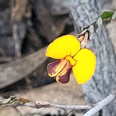 Bossiaea buxifolia (Matted Bossiaea) at Cooma, NSW - 7 Sep 2023 by trevorpreston