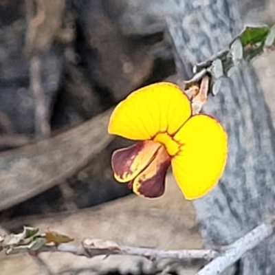 Bossiaea buxifolia (Matted Bossiaea) at Mt Gladstone Reserves, Cooma - 7 Sep 2023 by trevorpreston