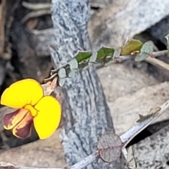 Bossiaea buxifolia at Cooma, NSW - 7 Sep 2023