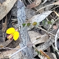 Bossiaea buxifolia at Cooma, NSW - 7 Sep 2023 02:15 PM