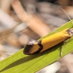 Philobota ancylotoxa (A concealer moth) at Cooma, NSW - 7 Sep 2023 by trevorpreston