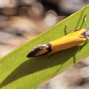 Philobota ancylotoxa at Cooma, NSW - 7 Sep 2023 02:11 PM