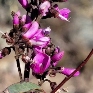 Indigofera australis subsp. australis at Cooma, NSW - 7 Sep 2023 02:09 PM