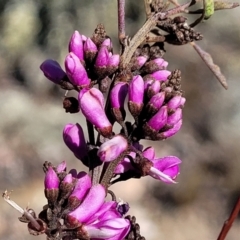 Indigofera australis subsp. australis at Cooma, NSW - 7 Sep 2023 02:09 PM