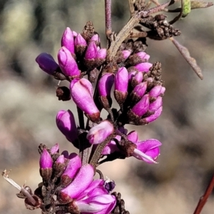 Indigofera australis subsp. australis at Cooma, NSW - 7 Sep 2023 02:09 PM