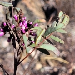 Indigofera australis subsp. australis at Cooma, NSW - 7 Sep 2023