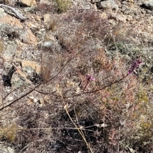 Indigofera australis subsp. australis at Cooma, NSW - 7 Sep 2023 02:09 PM