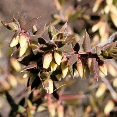 Styphelia fletcheri subsp. brevisepala (Twin Flower Beard-Heath) at Cooma, NSW - 7 Sep 2023 by trevorpreston