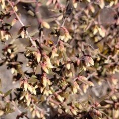 Leucopogon fletcheri subsp. brevisepalus at Cooma, NSW - 7 Sep 2023