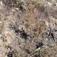 Styphelia fletcheri subsp. brevisepala at Cooma, NSW - 7 Sep 2023