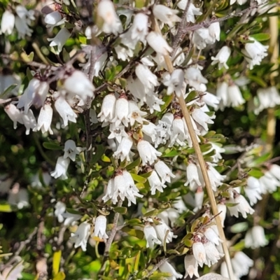 Cryptandra amara (Bitter Cryptandra) at Mt Gladstone Reserves, Cooma - 7 Sep 2023 by trevorpreston