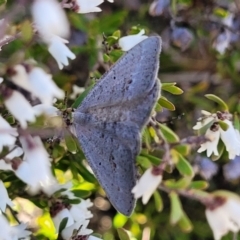 Casbia pallens (Pale Casbia) at Cooma, NSW - 7 Sep 2023 by trevorpreston