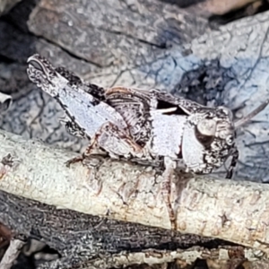 Cryptobothrus chrysophorus at Numeralla, NSW - 7 Sep 2023