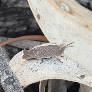 Goniaea opomaloides at Numeralla, NSW - 7 Sep 2023 01:36 PM