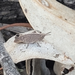 Goniaea opomaloides at Numeralla, NSW - 7 Sep 2023 01:36 PM