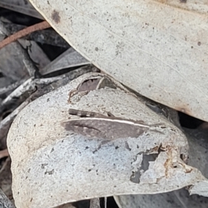 Goniaea opomaloides at Numeralla, NSW - 7 Sep 2023
