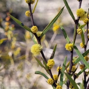 Acacia siculiformis at Numeralla, NSW - 7 Sep 2023