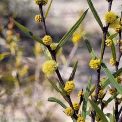 Acacia siculiformis (Dagger Wattle) at Numeralla, NSW - 7 Sep 2023 by trevorpreston