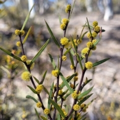 Acacia siculiformis at Numeralla, NSW - 7 Sep 2023