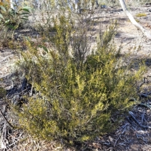 Acacia siculiformis at Numeralla, NSW - 7 Sep 2023