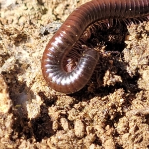 Juliformia sp. (superorder) at Numeralla, NSW - 7 Sep 2023