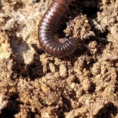 Juliformia sp. (superorder) at Numeralla, NSW - 7 Sep 2023 01:34 PM