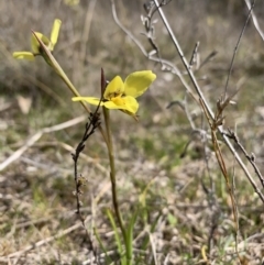 Diuris chryseopsis (Golden Moth) at Mount Taylor - 7 Sep 2023 by BronClarke