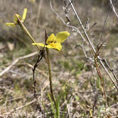 Diuris chryseopsis (Golden Moth) at Mount Taylor - 7 Sep 2023 by BronClarke