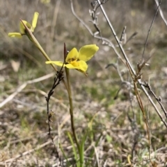Diuris chryseopsis (Golden Moth) at Tuggeranong, ACT - 7 Sep 2023 by BronClarke