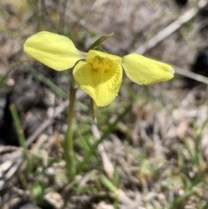 Diuris chryseopsis at Tuggeranong, ACT - 7 Sep 2023